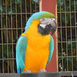 Thumbnail photo of Keisha Blue & Gold Macaw #3