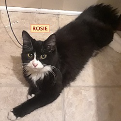 Thumbnail photo of Rosie-adopted 2-09-19 #3