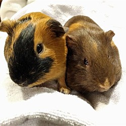 Thumbnail photo of Biscotti & Poppy #1
