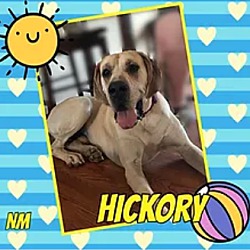 Photo of Hickory