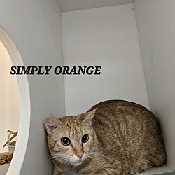 Photo of Simply Orange