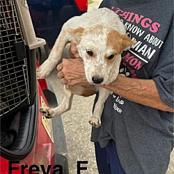 Thumbnail photo of Freya #1