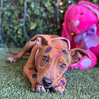 adopt a pet