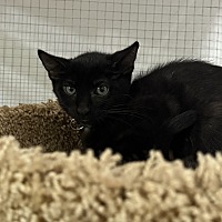 adopt-pet
