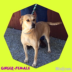 Thumbnail photo of Ginger (reduced fee!) #2