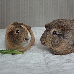 Thumbnail photo of Pumpkin and Spike #1