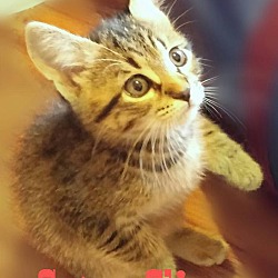 Thumbnail photo of Catsy Cline #3