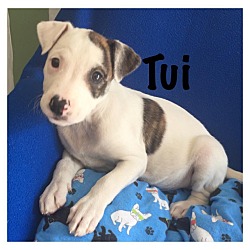 Thumbnail photo of Tui #1