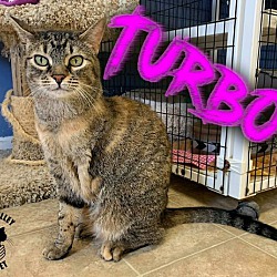 Thumbnail photo of Turbo #1