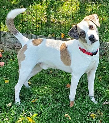 Walnutport, PA - Beagle/Catahoula Leopard Dog. Meet Lewis a Pet for ...