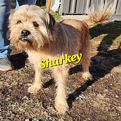 Photo of Sharkey