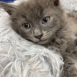 Leesburg, VA - Russian Blue. Meet Cyclops a Pet for Adoption ...