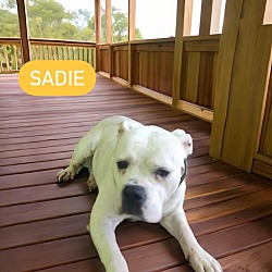 Photo of Sadie