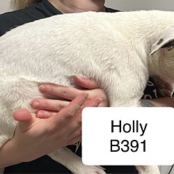 Thumbnail photo of Holly B391 #2