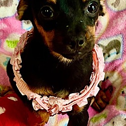 Thumbnail photo of Carmelina-Little chi pup! #1