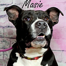 Thumbnail photo of Masie~adopted! #2