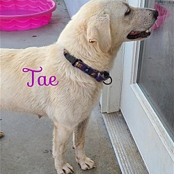 Photo of Tae
