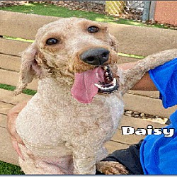 Photo of Code Red for Daisy the Labrad