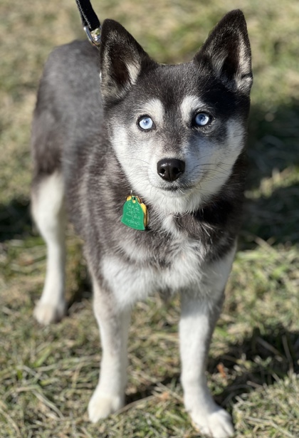 Malvern, Pa - Pomeranian Husky. Meet Duchess A Pet For Adoption 