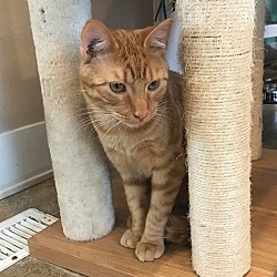 Photo of Cheddar - Bonded W/ Biscuit