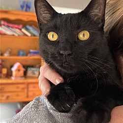 Photo of Licorice -LOVER BOY-FREE Adoption Fee and Gift Bag
