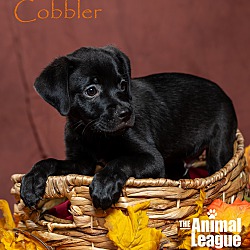 Thumbnail photo of Cobbler #3