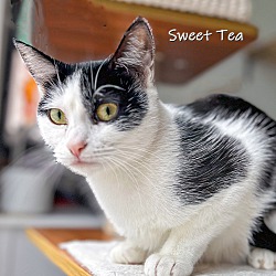 Thumbnail photo of Sweet Tea #1