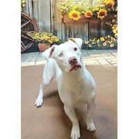adopt-pet