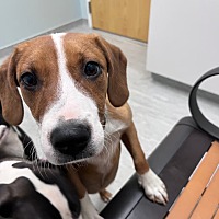 adopt a pet