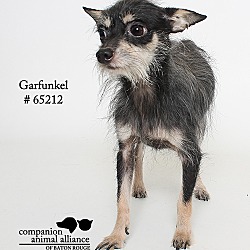 Thumbnail photo of Garfunkel (Foster) #3
