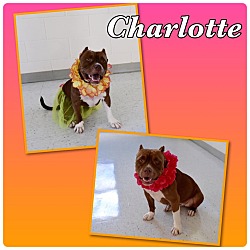 Thumbnail photo of Charlotte-Pawsitive Direction #1