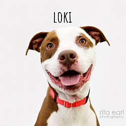 Photo of Loki