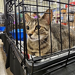 Photo of Little Lady