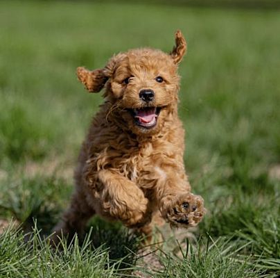 Lawrence, MA - Goldendoodle/Goldendoodle. Meet Bella a Pet for Adoption ...