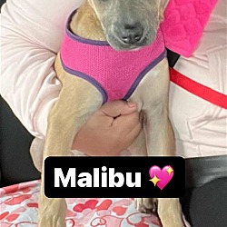 Thumbnail photo of Malibu #2