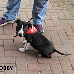 Thumbnail photo of Dobby #4