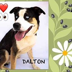 Thumbnail photo of Dalton - ADOPTION PENDING #3