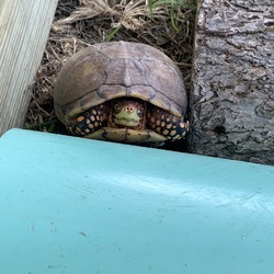 Thumbnail photo of Male three toed box turtles #2