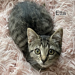 Thumbnail photo of Etta #2