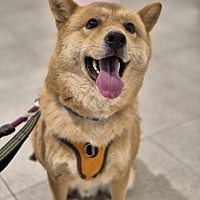 adopt-pet