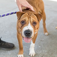 adopt a pet