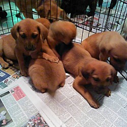 Thumbnail photo of liter of  puppies #4