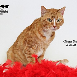 Thumbnail photo of Ginger Snap  (Foster Care) #4