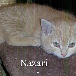 Thumbnail photo of NAZARI #2