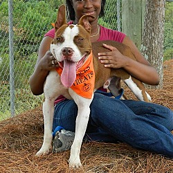 Thumbnail photo of Butch**ADOPTED** #3