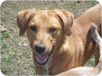 chesapeake retriever mix