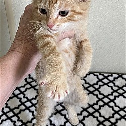 Photo of Clementine - Orange Kitten #16