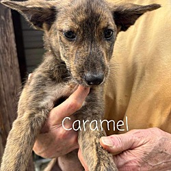 Thumbnail photo of Caramel #2