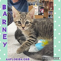 Thumbnail photo of Barney #2