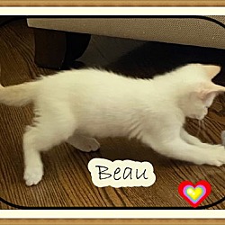 Thumbnail photo of BEAU #2